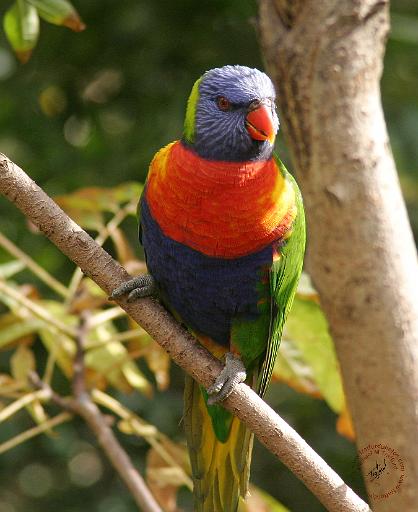 Rainbow Lorikeet 9Y209D-061.JPG